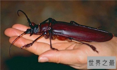 ​世界上最大的甲虫，身体长度达到21cm