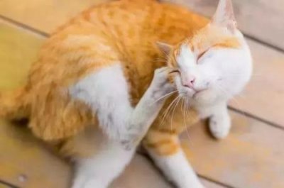 十大颜值最高的猫:猫咪为什么吃奶会吐出来猫咪吃奶会吐有可能是因为它们并不