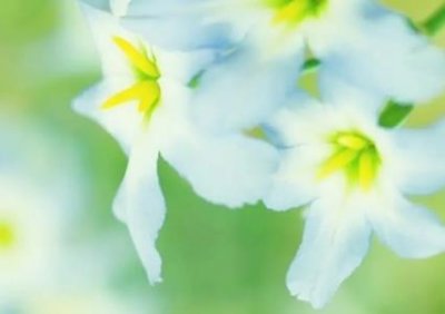 洋葱可以和蘑菇一起炒吗?洋葱、芹菜、蘑菇可以一起炒吗?