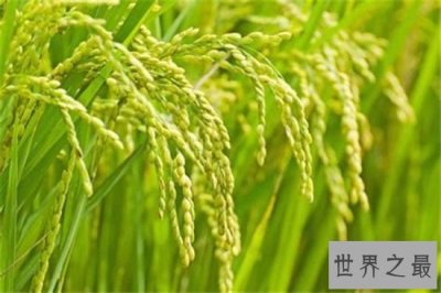 ​世界水稻产量排名，中国水稻产量位居世界第一！