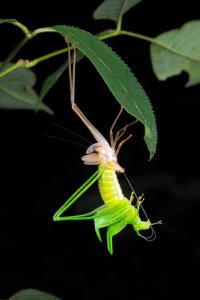 ​为什么昆虫、毛蜘蛛，以及其他生物要蜕皮？