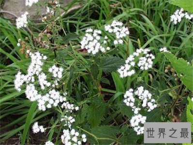 ​世界十大毒王植物 断肠草吃下后真的会断肠