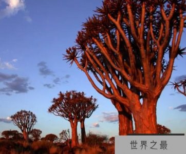 ​世界上最高大的芦荟树，最高30米