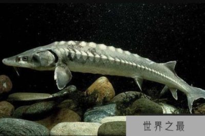 ​生长速度最快的鲟鱼，欧洲鲟体长可达6米