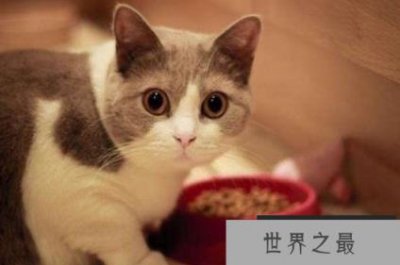 ​养猫不要养下面5种猫，养了会后悔的