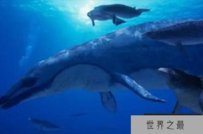 ​世界上最早的鲸鱼 古蜥鲸是从树上跑下来的(身长18米)