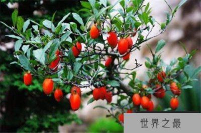 ​世界上越养越贵的花：越老越值钱，观赏价值高