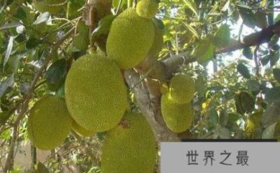 ​世界上最大的水果——可达120斤