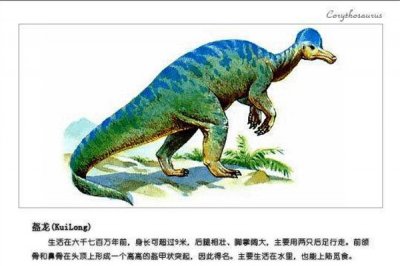 ​盔龙：属于鸭嘴龙科的一种脊索动物（来自白垩纪）