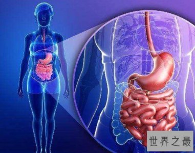 ​人体内最长的器官，也是非常重要的器官