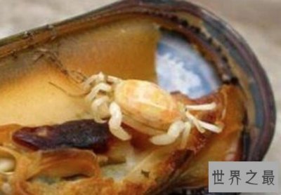 ​豆蟹 世界上最小的螃蟹