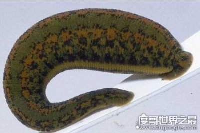 ​蚂蟥最怕什么，因为没有皮肤最怕盐了(会让它脱水而死)