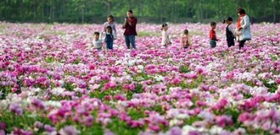 ​什么药材种植赚钱