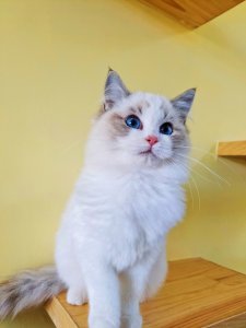 ​蓝双和海双布偶怎么区分（教你1招区分2种猫咪）