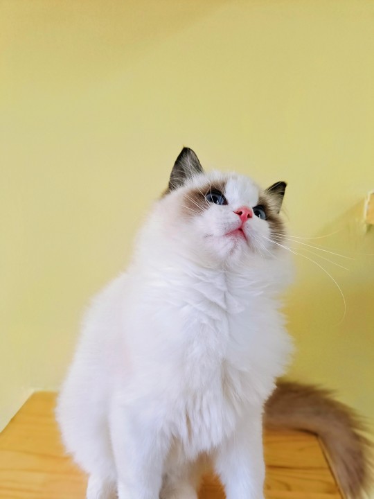蓝双和海双布偶怎么区分（教你1招区分2种猫咪）