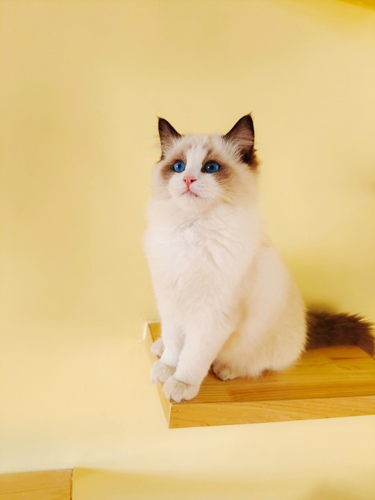 蓝双和海双布偶怎么区分（教你1招区分2种猫咪）