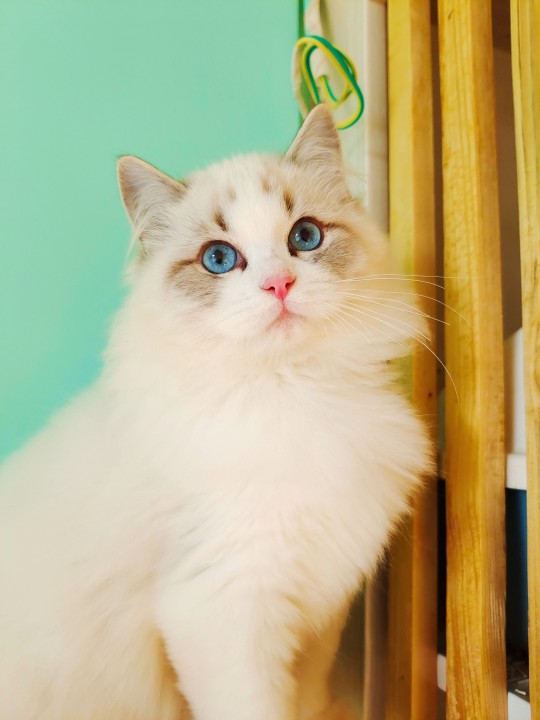 蓝双和海双布偶怎么区分（教你1招区分2种猫咪）