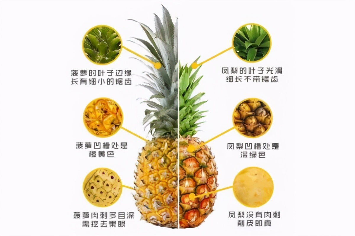 凤梨和菠萝哪个好吃(浅谈凤梨和菠萝4个不同之处)