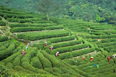 ​怎么辨别龙井茶的好坏？牢记5个技巧，买到的茶叶差不了