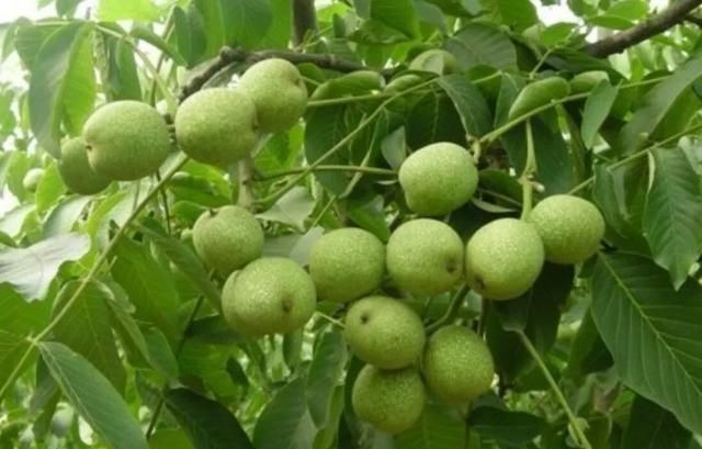 苹果核桃可以榨果汁吗，苹果，香蕉，葡萄，之麻，花生，鸡蛋，核桃，可不可以一起打汁？图4