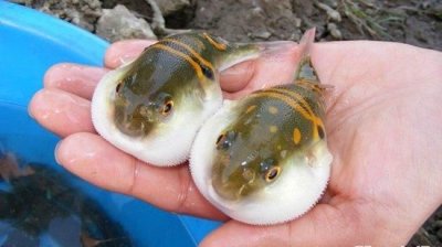 ​河豚哪里有毒，海豚哪个部位有毒？
