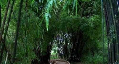 重庆大竹林轮渡码头可以钓鱼吗