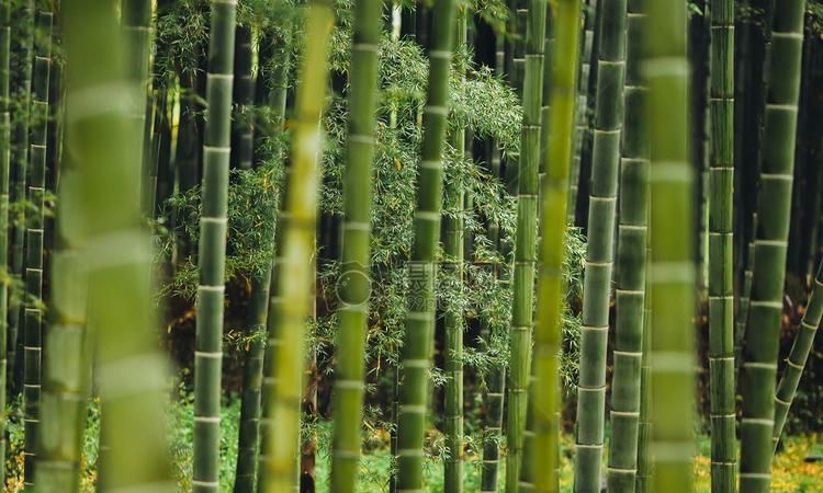 大竹林哪里处理车辆违章