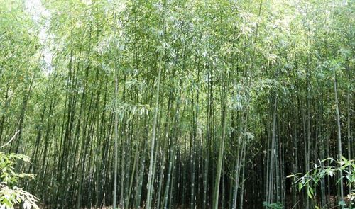 重庆大竹林街道离归西堂有多远