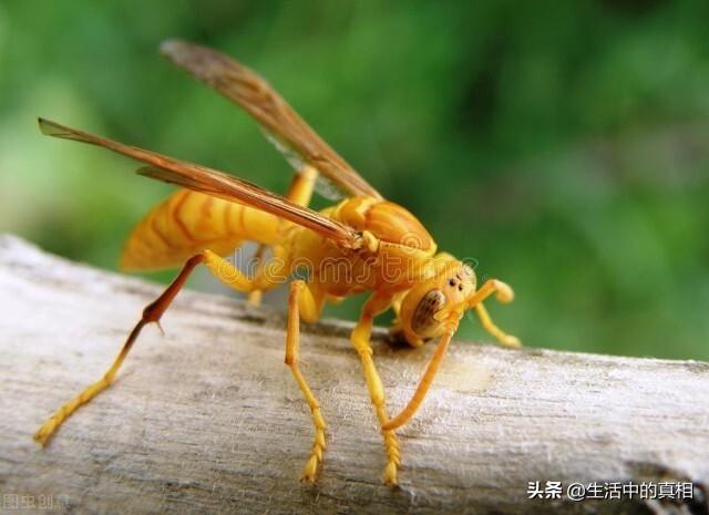 家庭生活中常见的虫子（生活中这6种虫子很危险）(11)