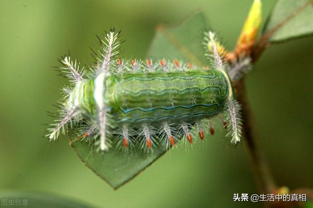 家庭生活中常见的虫子（生活中这6种虫子很危险）(5)