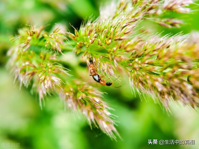 家庭生活中常见的虫子（生活中这6种虫子很危险）(8)