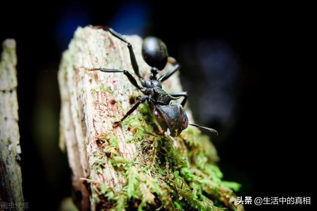 家庭生活中常见的虫子（生活中这6种虫子很危险）(7)