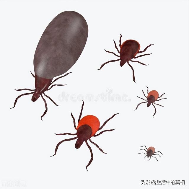 家庭生活中常见的虫子（生活中这6种虫子很危险）(3)