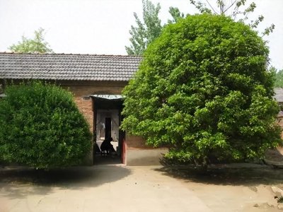 ​门前栽什么树最吉利风水（门前6种树最旺宅）