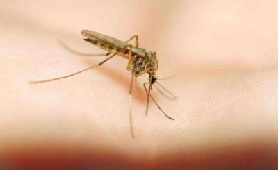 ​最新研究显示杀虫剂其实会增加蚊子的