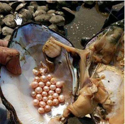 河蚌怎么处理,河蚌怎样才能清理干净图7