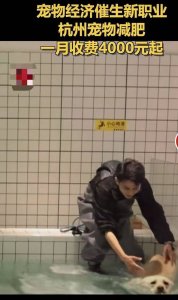 ​宠物训练收费 宠物减肥机构