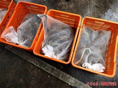 一夜偷盗1000斤蛇500枚蛇蛋 盗蛇团伙4名成员全部落网