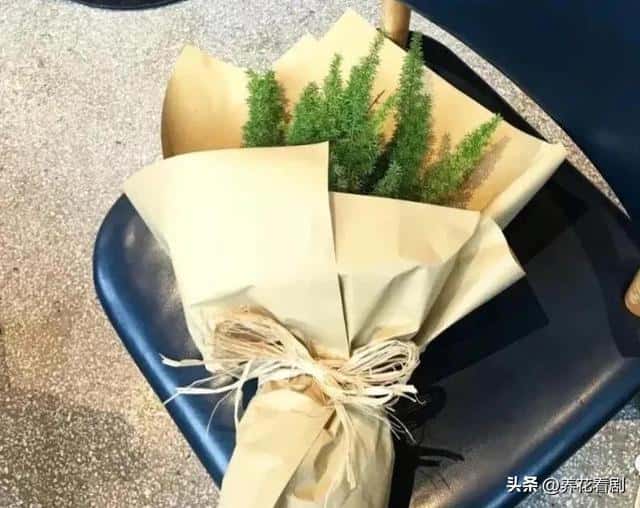 胶原羹怎么吃(狐尾天门冬耐寒吗)