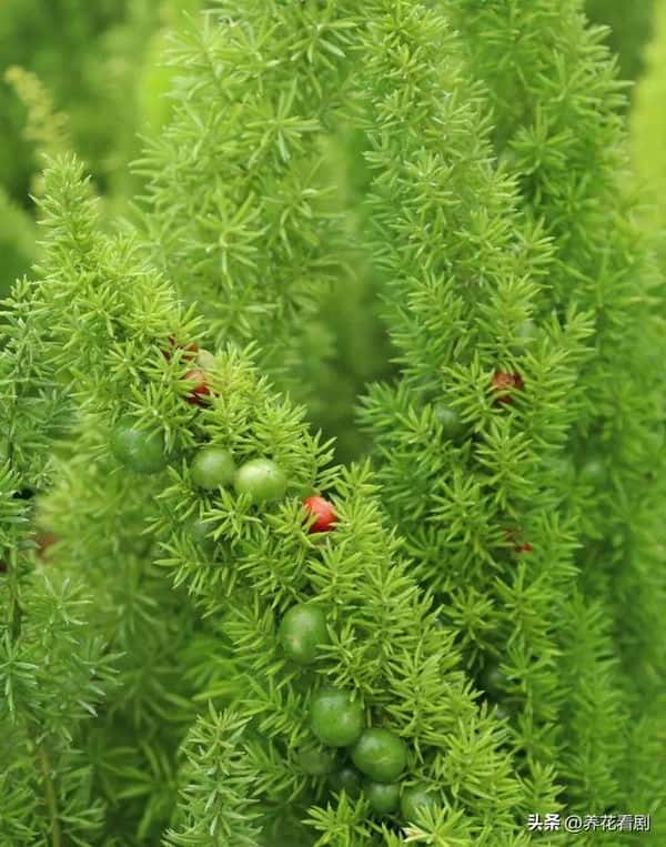 胶原羹怎么吃(狐尾天门冬耐寒吗)