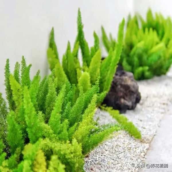 胶原羹怎么吃(狐尾天门冬耐寒吗)
