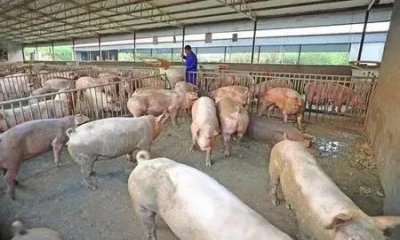 ​猪肉什么时候能降到十块钱一斤(猪肉价格能跌到10元一斤吗)