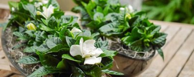​栀子花的叶子枯萎是怎么回事？该怎么应对？