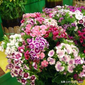 ​土壤板结如何快速改良（板结土壤快速疏松变成肥沃的营养土）