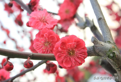 ​梅花有香味吗（品赏梅一般着眼于色香形韵时五方面）