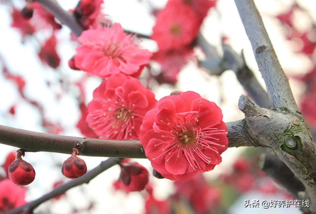 梅花有香味吗（品赏梅一般着眼于色香形韵时五方面）