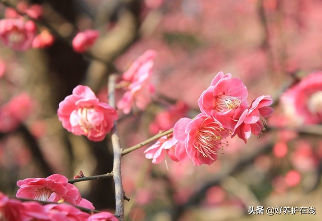 梅花有香味吗（品赏梅一般着眼于色香形韵时五方面）
