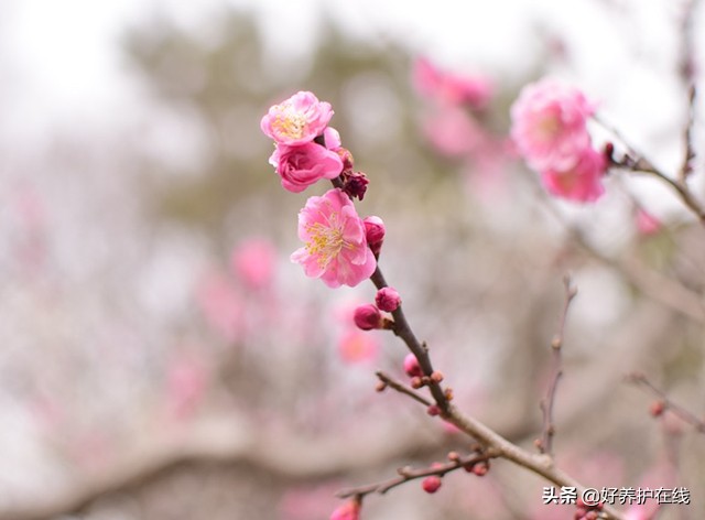 梅花有香味吗（品赏梅一般着眼于色香形韵时五方面）
