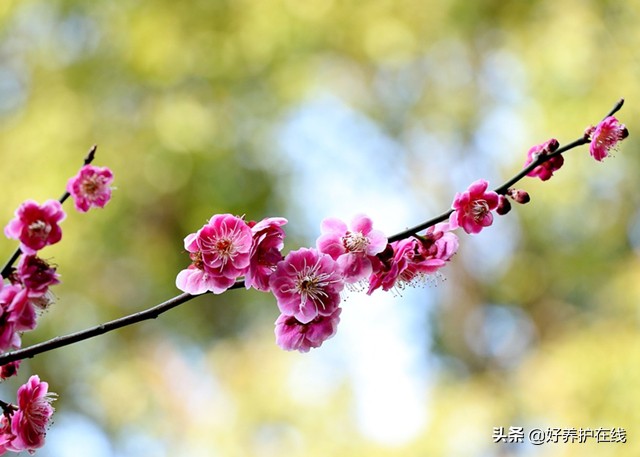 梅花有香味吗（品赏梅一般着眼于色香形韵时五方面）