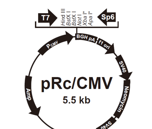 prc是什么物质